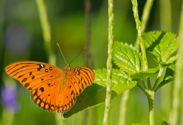 Butterfly Art Print featuring the photograph Gulf Fritillary by Jane Luxton