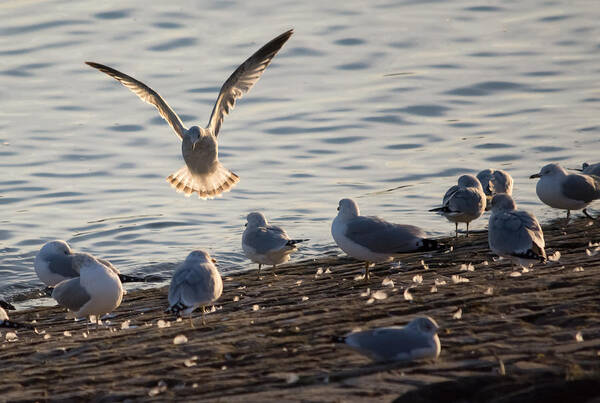 Gull Art Print featuring the photograph Gull Landing in Marietta by Holden The Moment