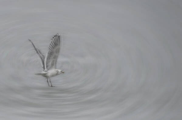 Gull Art Print featuring the photograph Gull Vortex by Beth Sawickie