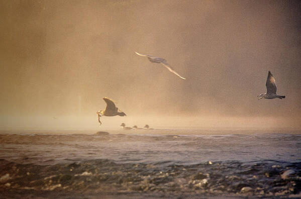 Gulls Art Print featuring the photograph Gulls in the Fog by Janet Kopper