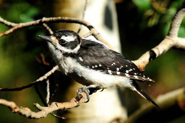 Colorado Art Print featuring the photograph Hairy Woodpecker - female by Marilyn Burton