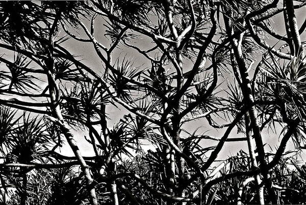 Hala Art Print featuring the photograph Hala Trees by Kim Pippinger