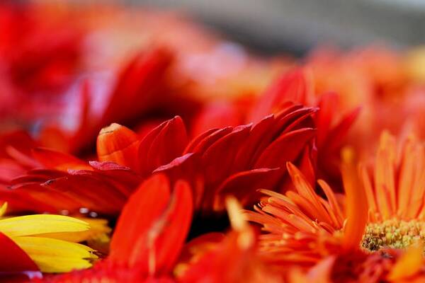 Flower Art Print featuring the photograph Hall of Flame by Ramabhadran Thirupattur