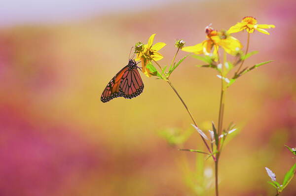 Monarch Art Print featuring the photograph Hang by Joel Olives