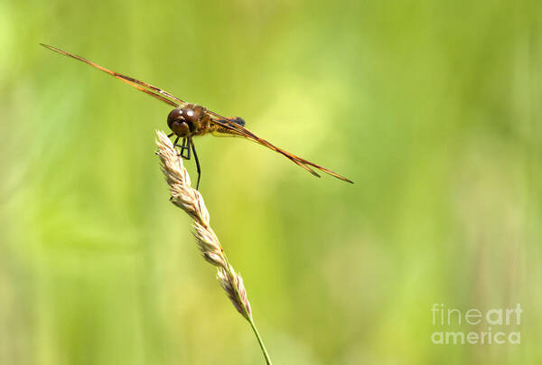Tiger Striped Dragonfly Art Print featuring the photograph Hang On by Cheryl Baxter