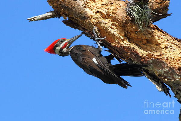 Pileated Woodpecker Art Print featuring the photograph Hanging Around by Jennifer Zelik