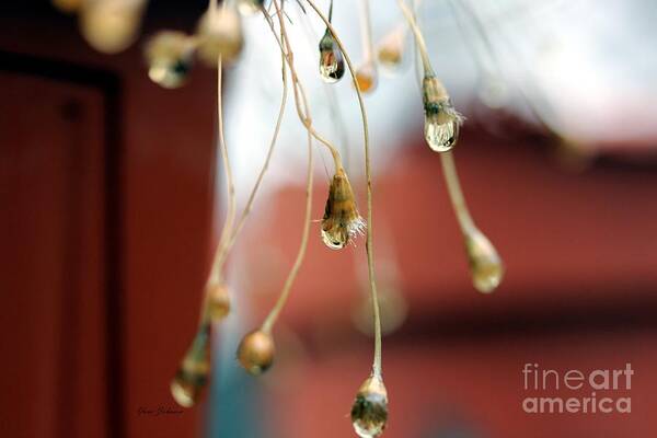 Raindrops Art Print featuring the photograph Hanging lights by Yumi Johnson