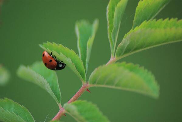 Ladybug Art Print featuring the photograph Hanging On by Ken Dietz