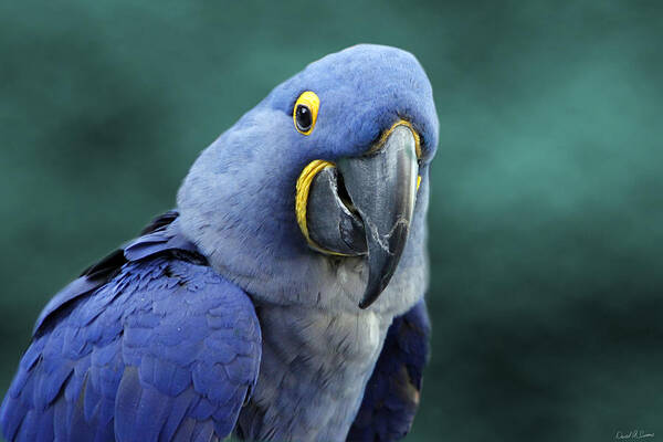 Blue Macaw Parrot Art Print featuring the photograph Happy Bird by David Simons