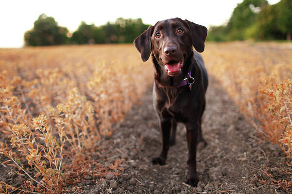 Animal Themes Art Print featuring the photograph Happy Dog In Field by Purple Collar Pet Photography
