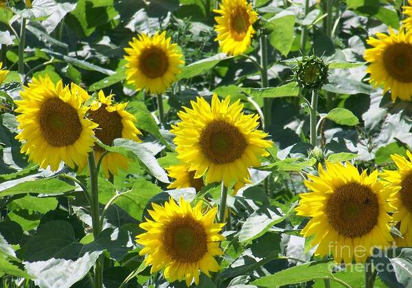Sunflowers Art Print featuring the photograph Happy Faces by Jackie Mueller-Jones