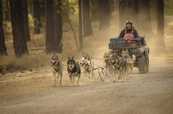 Woman Art Print featuring the photograph Happy Huskies by Sherri Meyer