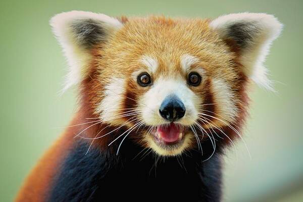 Panda Art Print featuring the photograph Happy Red Panda by Aaronchengtp Photography