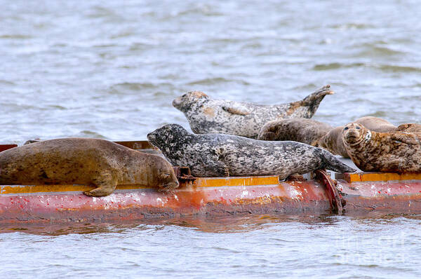 Harbour Seals Art Print featuring the photograph Harbour Seals Lounging by Sharon Talson