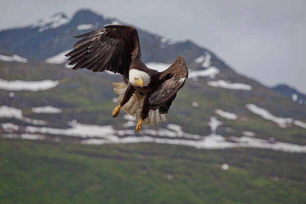 Bald Eagle Art Print featuring the photograph Hard Left Trun by Tim Grams