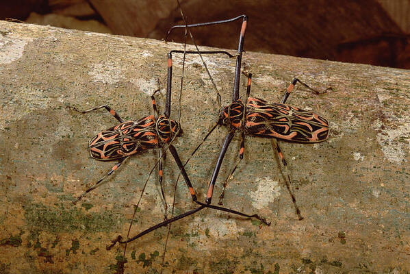 Feb0514 Art Print featuring the photograph Harlequin Beetle Pair Courting French by Mark Moffett