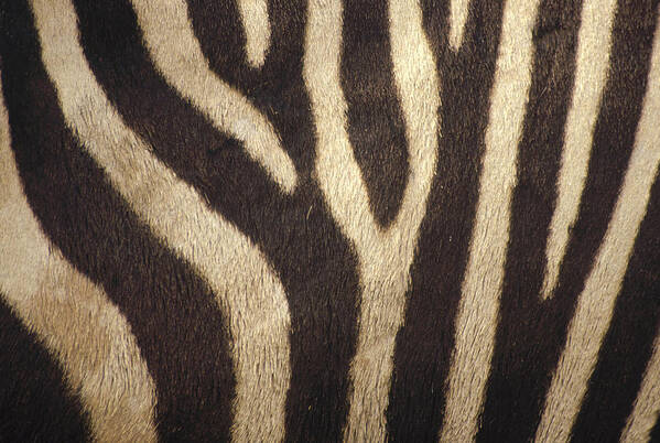 Feb0514 Art Print featuring the photograph Hartmanns Mountain Zebra Stripes by Gerry Ellis
