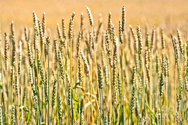 Wheat Art Print featuring the photograph Harvest Time by Cheryl Baxter