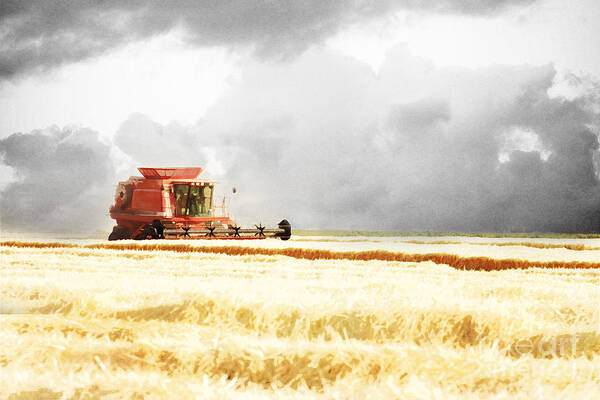 Harvest Art Print featuring the photograph Harvesting the Grain by Cindy Singleton