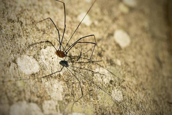 Harvestman Art Print featuring the photograph Harvestman Spider by Chevy Fleet