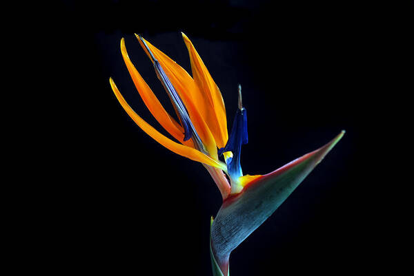 Bird Of Paradise Art Print featuring the photograph Haughty Bird. by Terence Davis