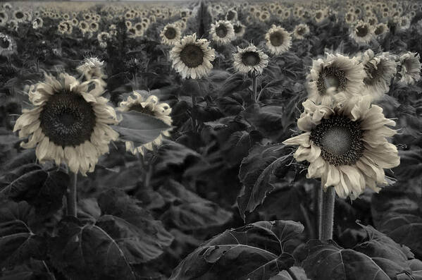 Ghostly Art Print featuring the photograph Haunting Sunflowers Field 3 by Dave Dilli