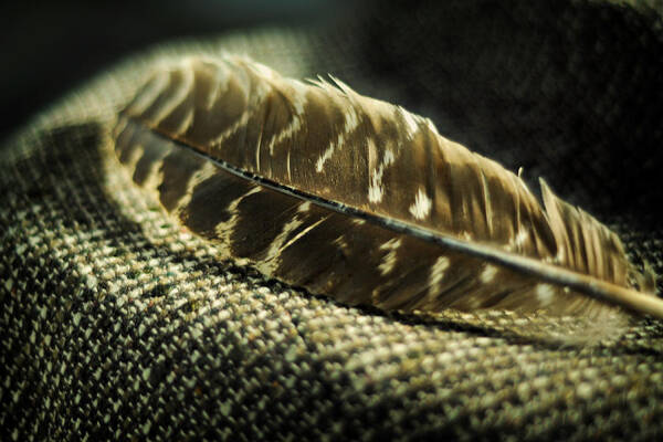 Hawk Feather Art Print featuring the photograph Hawk Feather by Rebecca Sherman