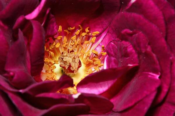 Rose Art Print featuring the photograph Heart O' The Rose by Mike Farslow