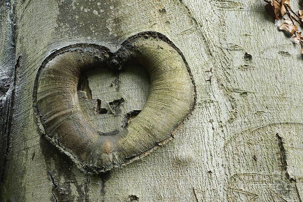 Heart Art Print featuring the photograph Heart Of The Forest by David Birchall
