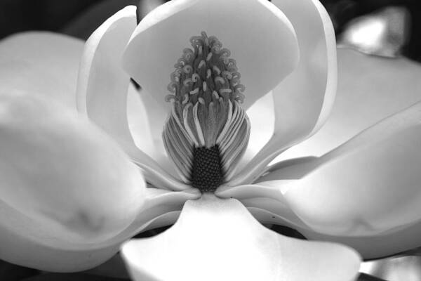 Heart Art Print featuring the photograph Heart of the magnolia black and white by Andy Lawless