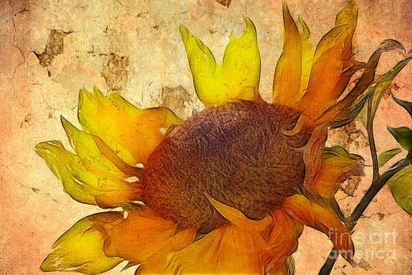 Sunflower Painting Art Print featuring the digital art Helianthus by John Edwards