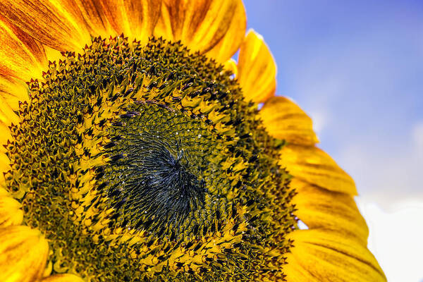 Agriculture Art Print featuring the photograph Helianthus by Traveler's Pics