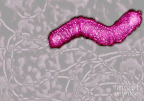 Helicobacter Pylori Art Print featuring the photograph Helicobacter pylori by James Cavallini