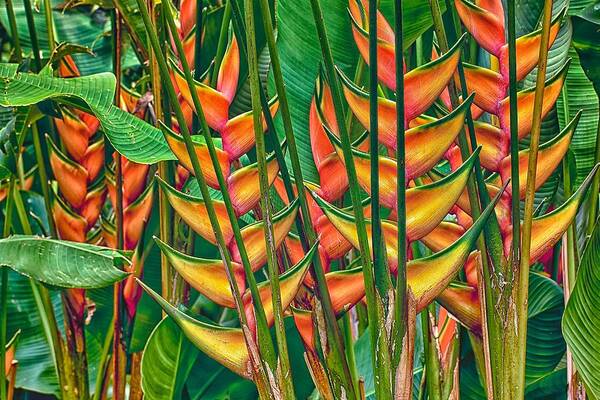 Flower Of The Day Art Print featuring the photograph Heliconias by Jade Moon 