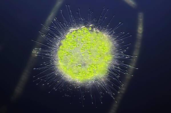 Nobody Art Print featuring the photograph Heliozoa Protozoan by Frank Fox