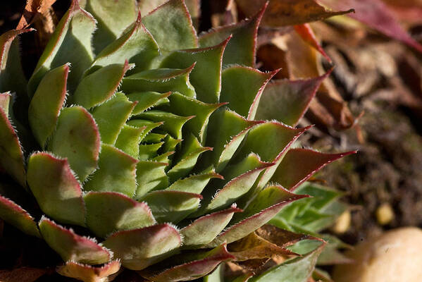 Sedum Art Print featuring the photograph Hens and Chicks Sedum 1 by Douglas Barnett