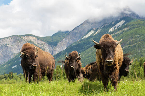 Horned Art Print featuring the photograph Herd Of Buffalo Or Bison, Alberta by Peter Adams