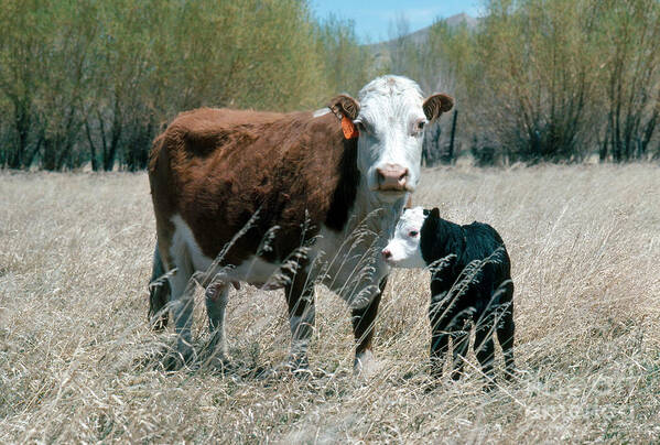 Fauna Art Print featuring the photograph Hereford Cow And Calf by Calvin Larsen