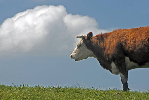 Hereford Art Print featuring the photograph Hereford cow by Dennis Cox