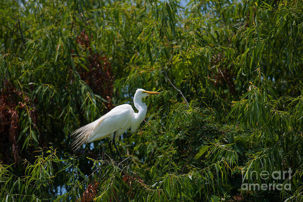 Egret Art Print featuring the photograph Heron in Tree by Dale Powell