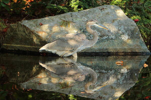 Great Blue Heron Art Print featuring the photograph Heron Reflections by Duane Cross