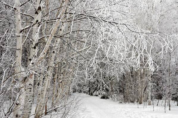 Snowy Path Art Print featuring the photograph Hersey Lake winter path 2 by Elaine Berger