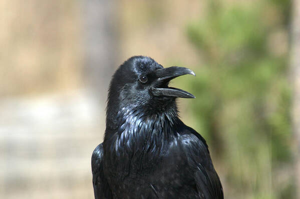 Raven Art Print featuring the photograph He's here somewhere by Frank Madia