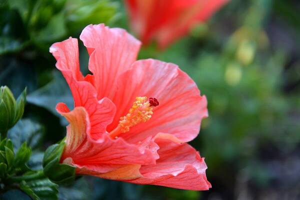 Hibiscus Art Print featuring the photograph Hibiscus summer by Linda Bailey