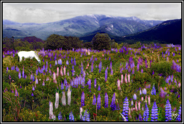 Lupinefest Art Print featuring the photograph High Country Lupine Dreams by Wayne King