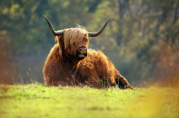 Grass Art Print featuring the photograph Highland Cattle Resting by Andrew Thomas