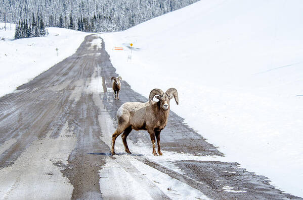 Big Horn Sheep Art Print featuring the photograph On the Road Again Big Horn Sheep by Roxy Hurtubise