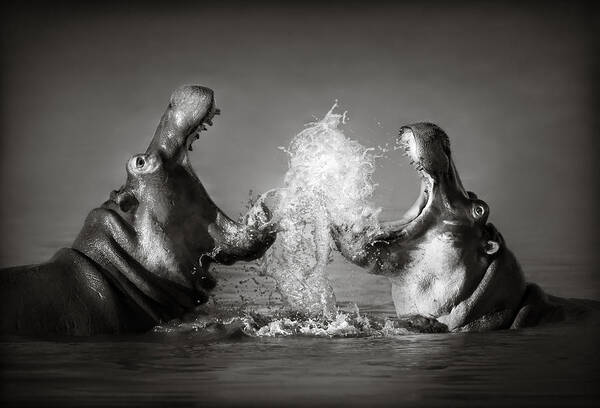 Hippo Art Print featuring the photograph Hippo's fighting by Johan Swanepoel