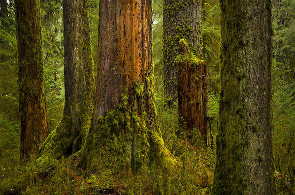 Hoh Rainforest Art Print featuring the photograph Hoh Rainforest 1 by Joe Doherty