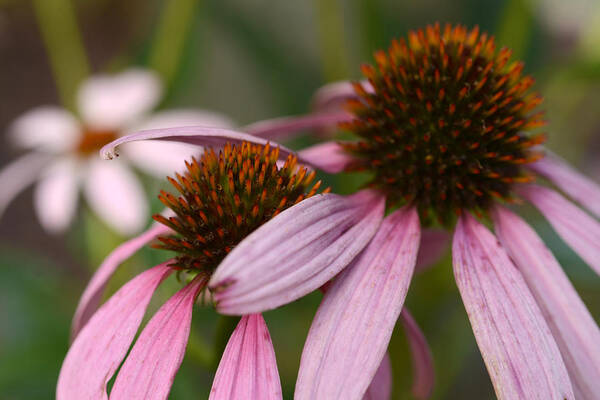 Cone Flowers Art Print featuring the photograph Hold Me Close by Wanda Brandon